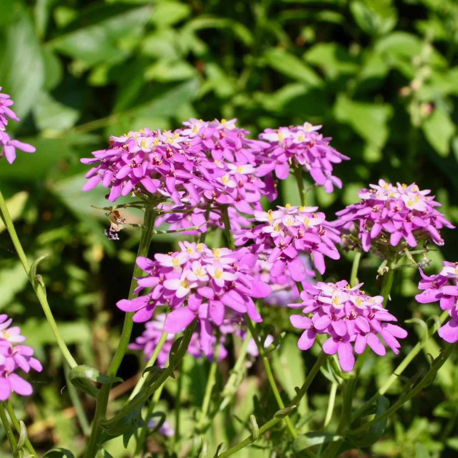 Globe Candytuft Seed Pack - Image 2